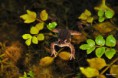 /album/amphibiens/rana-dalmatina-jpg/